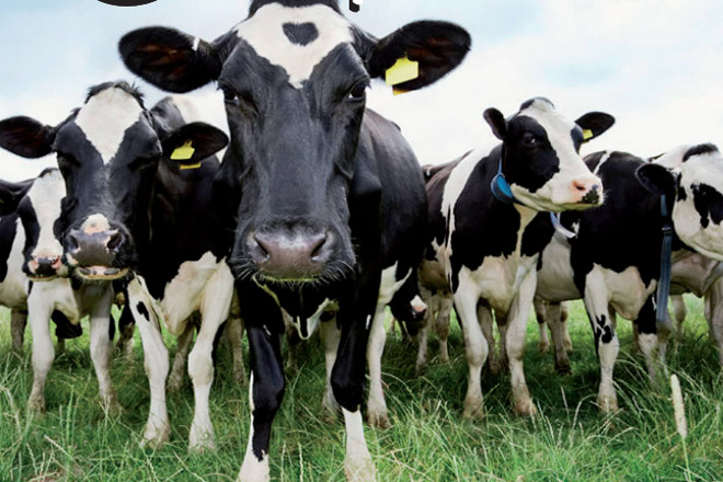 Axudas da Deputación da Coruña para o xenotipado das mellores vacas da provincia