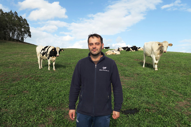 Gandería Callobro Holstein, camiñando cara un rabaño de vacas A2 A2
