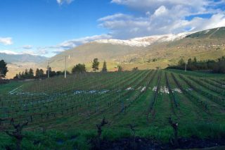 Adegas Carballal prevé plantar 10 hectáreas máis de viñedo ante a alta demanda do Godello de Valdeorras