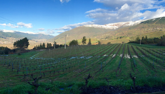 Bodegas Carballal prevé plantar 10 hectáreas más de viñedo ante la alta demanda del Godello de Valdeorras