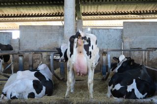 Webinar sobre formulación para unha mellor transición da vaca
