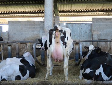 Webinar sobre formulación para unha mellor transición da vaca