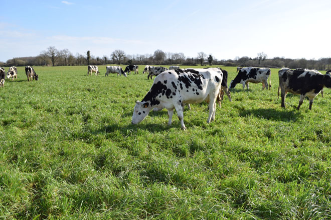 ¿Que vacas emiten máis gases contaminantes: as que pacen ou as que están estabuladas?