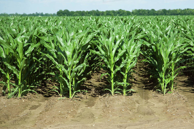 Siembra del maíz en convencional y en doble fila: comparativa de resultados