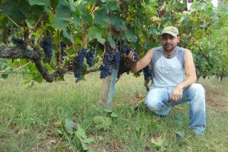 Negueira de Muñiz celebra o día 21 o rexurdir do cultivo do viñedo nas ribeiras do Navia