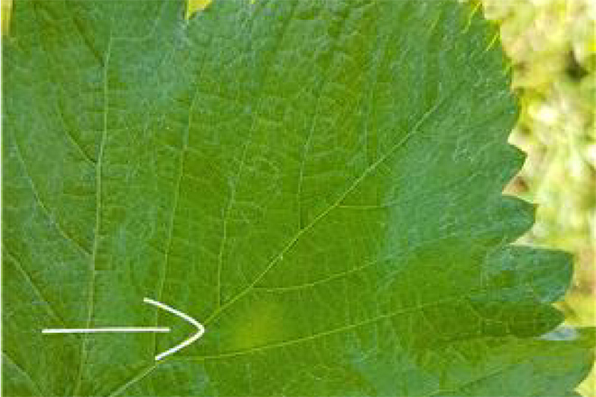 Detectadas na provincia de Pontevedra as primeiras manchas de Mildeu en viñedo