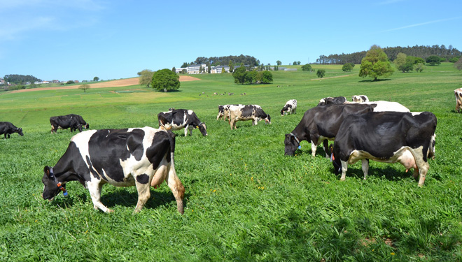“¿Está mellor o sector lácteo galego tras 5 anos sen cotas?”