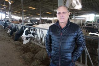 Casal de Quintanelas, como duplicar o número de vacas sen mercar animais