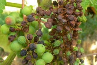 Como previr e controlar o black rot en viñedo?