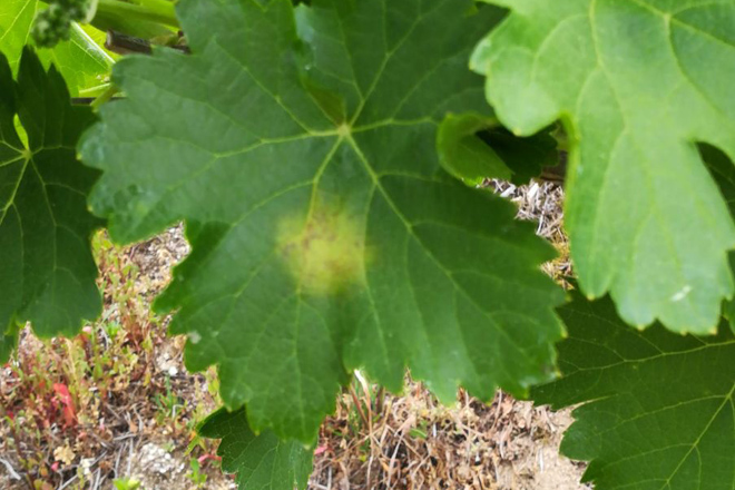 Aviso fitosanitario: Se propaga el mildiu en el viñedo