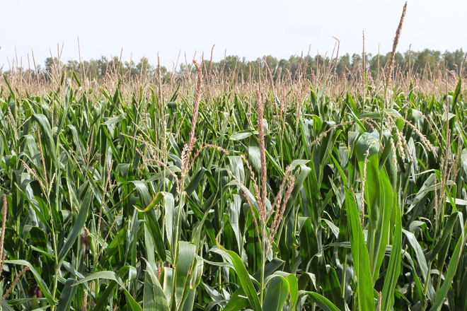 Os abonos  ENTEC®: ¿Por que proporcionan maior produtividade e mellor calidade no millo forraxeiro?