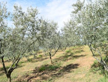 Apróbase un grupo operativo de investigación para potenciar a produción de oliva en Galicia