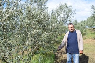 Manuel Mondelo: O primeiro produtor de aceite de oliva 100% galego