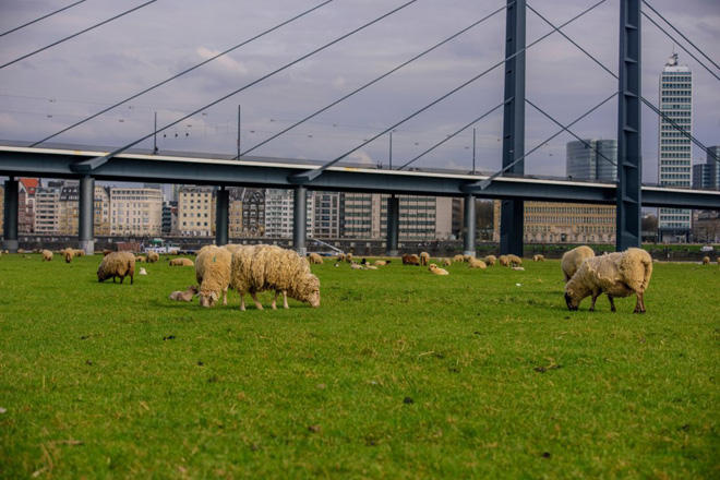 El pastoreo de los parques urbanos, una tendencia en Europa que llega a Galicia