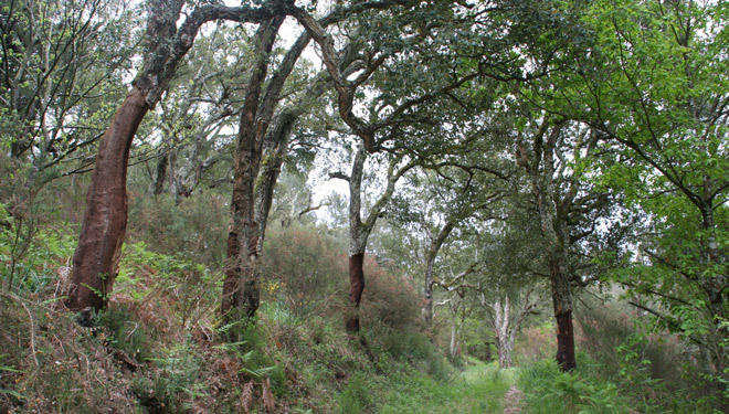 Los alcornoques del Arnego, un aprovechamiento forestal singular