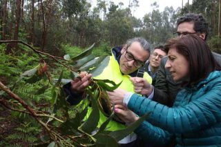 Plans de loita biolóxica no 2018 contra as pragas do eucalipto e do castiñeiro