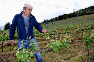 “Valdeorras ten unha oportunidade histórica para os seus viños se se aposta pola zonificación”
