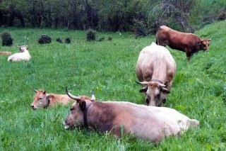 Limusina e Asturiana: As razas de vacún de carne que máis medran en España