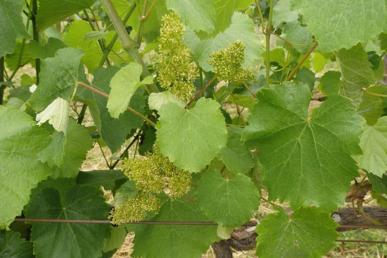 Areeiro recomenda manter a máxima vixilancia do mildio no viñedo