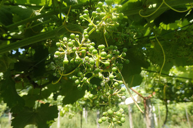 Buenas condiciones para la propagación del mildiu y del oídio en el viñedo en los próximos días