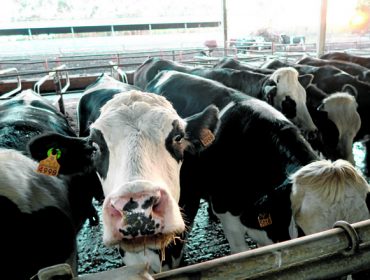 A identificación electrónica en bovinos pasará a ser obrigatoria para animais nacidos a partir do 30 de xuño de 2025