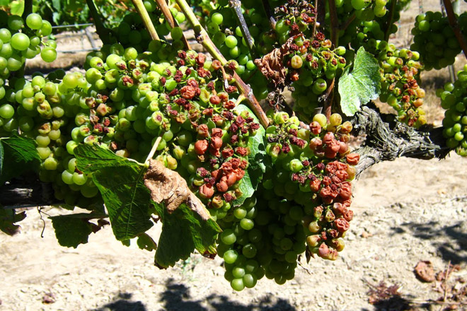 ¿Como está a afectar o cambio climático ao viño?