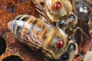 Webinar sobre alternativas aos tratamentos convencionais contra a varroa en apicultura