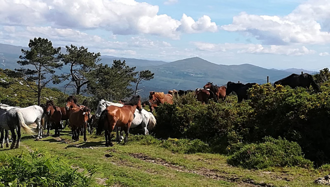La búsqueda de los caballos en el monte: el otro gran atractivo de la Rapa de Sabucedo