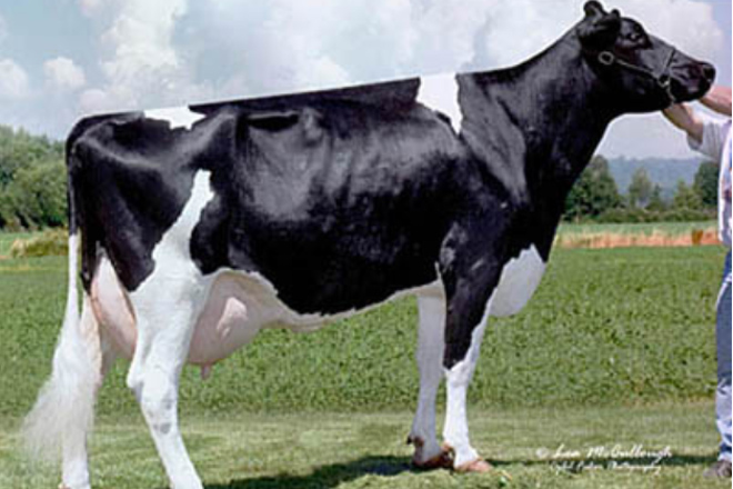 Promoción especial de embriones de raza Holstein