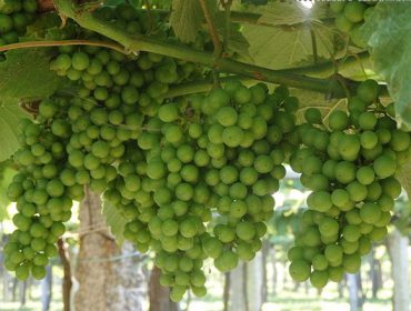 Resolución das axudas para elaboración e comercialización de produtos vitivinícolas