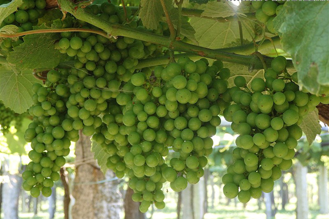 Racimos de uva dos meses antes de la vendimia en la comarca de O Salnés