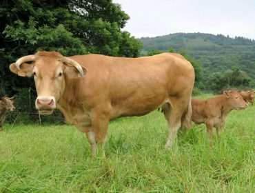 Axudas asociadas para as ganderías de vacún de leite, carne e caprino – ovino