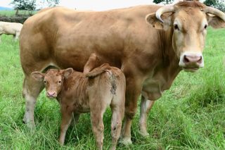 Os gandeiros de vacún de carne de Galicia iniciarán mobilizacións para esixir prezos xustos