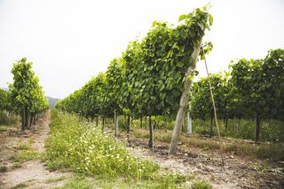 Vantaxes do abono orgánico de Aviporto en cultivos de horta, viña e froiteiras