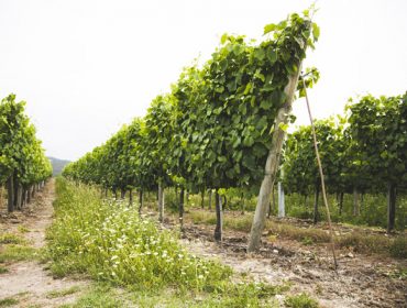 Vantaxes do abono orgánico de Aviporto en cultivos de horta, viña e froiteiras