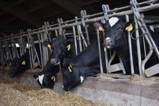 Xornada sobre mellora da eficiencia nas granxas de vacún de leite