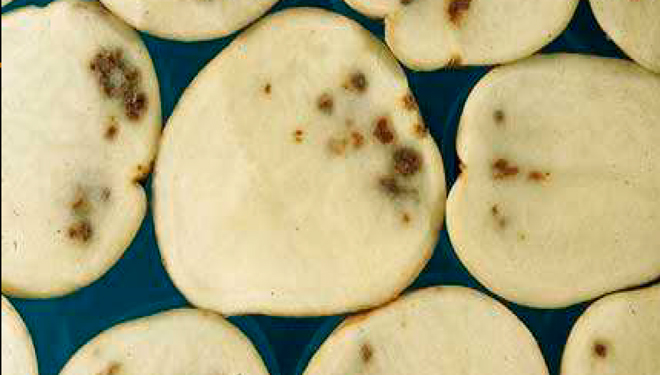 La necrosis y los segundos crecimientos: dos problemas que afectan a la producción de patata