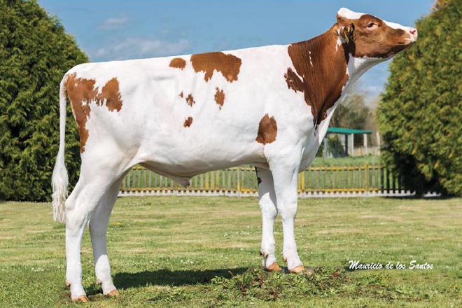 Xenética Fontao copa el top-10 de toros genómicos en las pruebas oficiales de Conafe