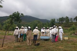 Curso de apicultura en Ribadavia
