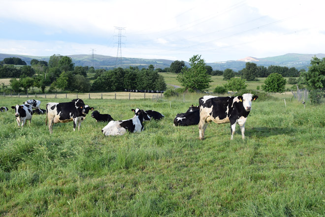 Tendencias nos pagos do leite en Europa: primas por sostibilidade, pastoreo e pensos sen transxénicos