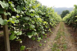 Coidados do viñedo: Este ano as podas en verde serán fundamentais para controlar as enfermidades fúnxicas