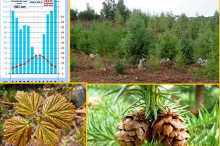 Programa da xornada técnica sobre ”Especies arbóreas alternativas fronte ao cambio climático”