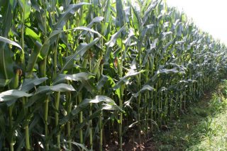 Xornadas de campo en Mouriscade sobre ensaios con millo forraxeiro