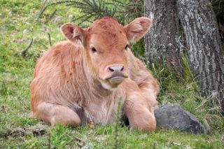 Bovigreen, un proxecto para reducir a pegada ambiental en bovino de carne