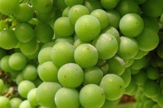 Recomendacións fitosanitarias para o viñedo