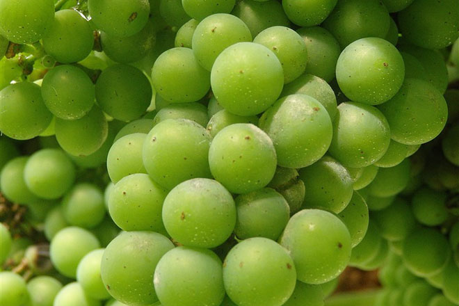 Recomendaciones fitosanitarias para el viñedo