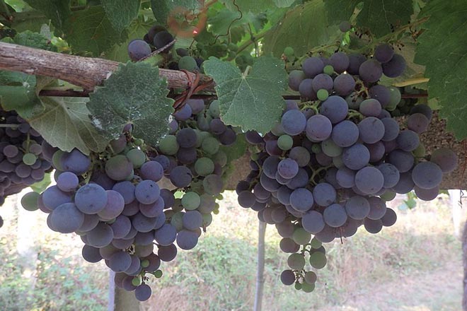 Areeiro aconsella asegurar a protección contra a botrite nas viñas
