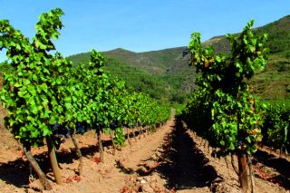 Proxecto de investigación para garantir a orixe dos viños de Valdeorras