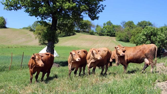 O Consorcio da vaca ‘rosse’, un caso de éxito na valorización do leite