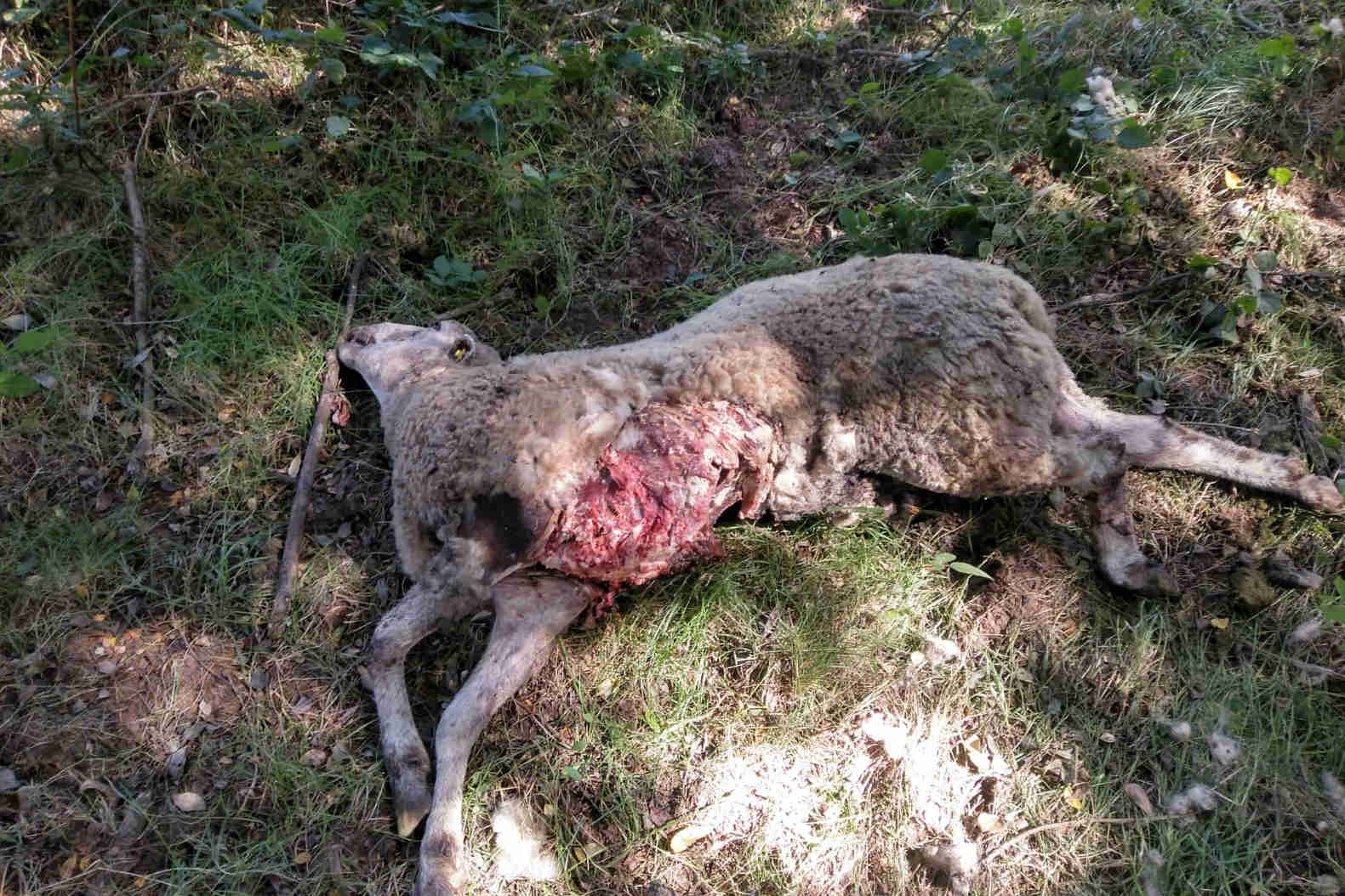 Unións reclamará en el juzgado a la Xunta por los daños que provoque el lobo en las ganaderías